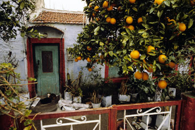 Courtyard with Orange Tree