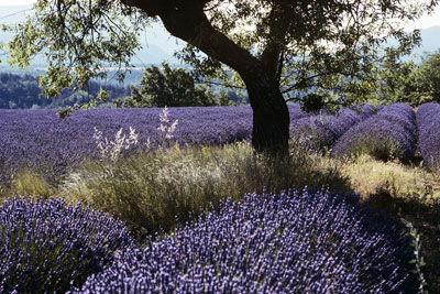 Morning with Lavender